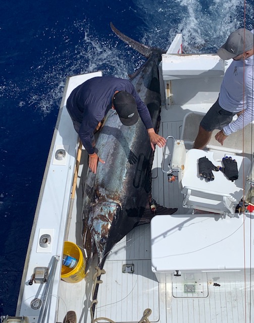 Is Kona the Blue Marlin Capital of the Fishing World?